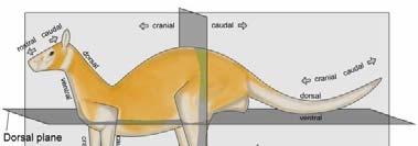13 NEUROAXIS anterior - located near or toward the head posterior - located near or toward