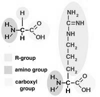 So what s an amino acid? Some of the twenty main amino acids.