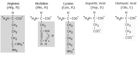 acids have different R groups, but all have amino and carboxyl groups More of the twenty main amino