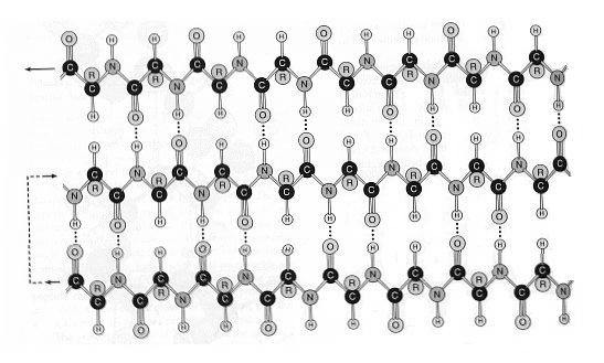 Alpha-helices result when a chain of amino acids folds into a spiral.