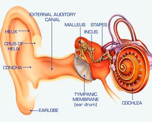 Ear   Ear 6