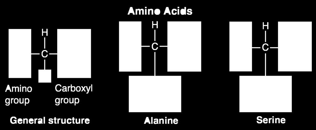 2 3 Carbon Compounds Proteins Amino acids are compounds with an amino