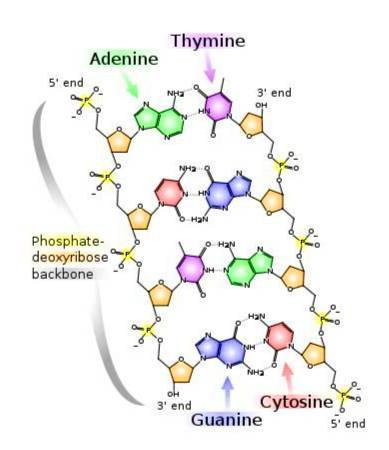 DNA Chemical Structure Methane The dotted lines show hydrogen bonds, which hold the