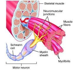 Electromyogram (EMG) Skeletal muscles are organized functionally on basis of motor unit Motor unit is smallest unit that can be by activated by volitional effort and all muscle fibers in that unit