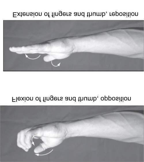 Movements Opposition movement of thumb across palmar aspect to oppose any or all of the phalanges Reposition movement of thumb as it returns to anatomical position from