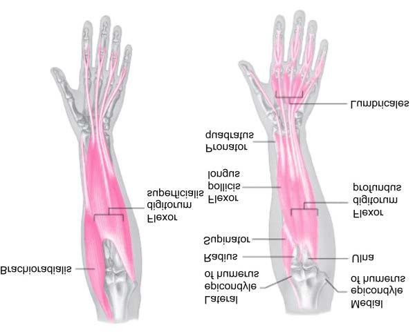 Muscles Anteromedially at elbow and forearm and anterior at hand Primarily wrist and phalangeal flexion Flexor digitorum superficialis Flexor digitorum profundus