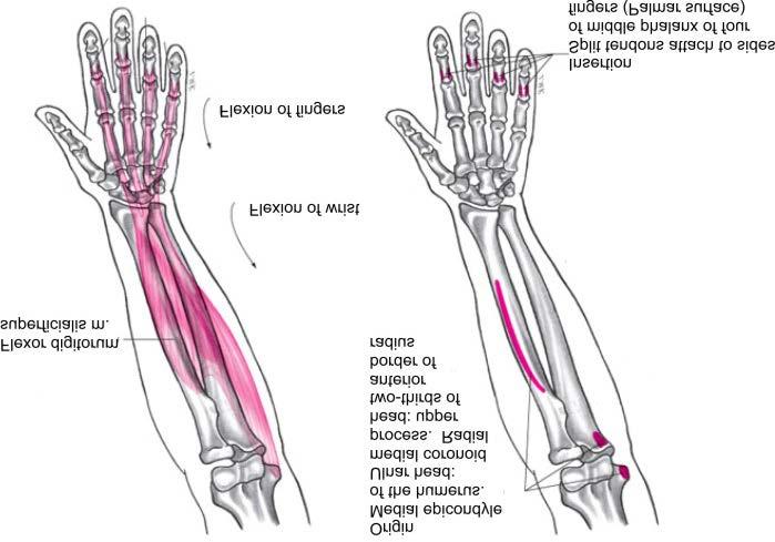 Muscles Flexor Digitorum Superficialis Muscle Flexion of fingers at metacarpophalangeal and proximal interphalangeal joints Flexion of wrist Weak flexion