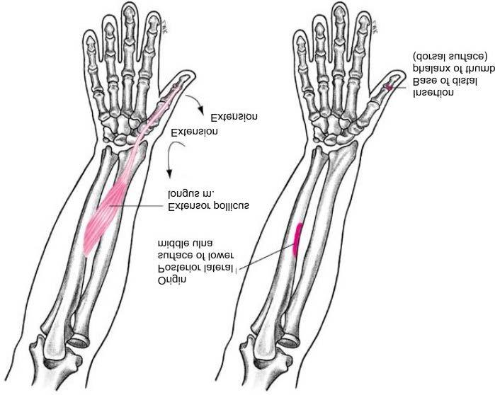 Muscles Extensor Pollicis Longus Muscle Expansion of thumb at carpometacarpal, metacarpophalangeal, and interphalangeal joint Extension of wrist Abduction of wrist Weak supination