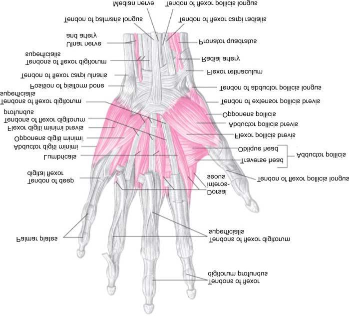 Muscles Intrinsic Muscles of the Hand Copyright 2007 McGraw-Hill Higher Education.