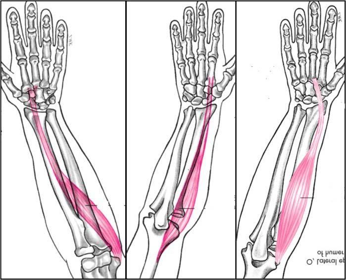 Muscles Wrist Abduction Flexor carpi radialis Extensor carpi radialis longus Extensor carpi radialis brevis Abductor pollicis
