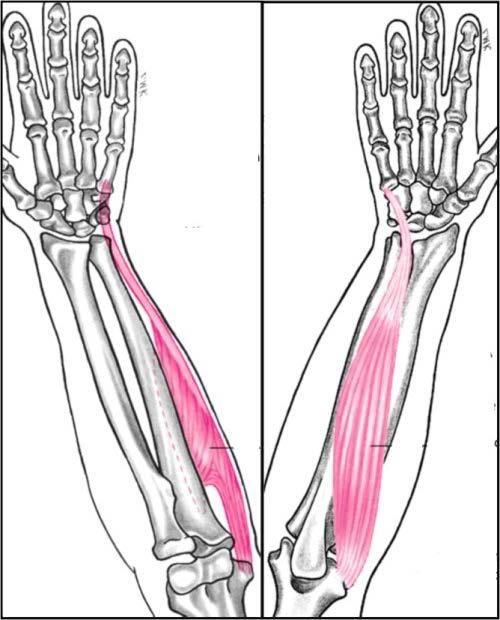 Muscles Wrist Adduction Flexor carpi ulnaris Extensor carpi ulnaris Copyright 2007 McGraw-Hill Higher