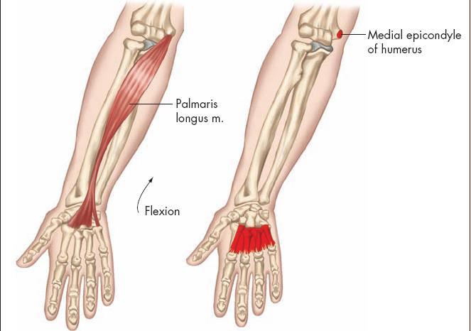Individual Muscles of the Wrist