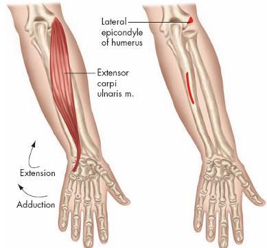 Individual Muscles of the Wrist and Hand-