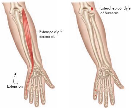 Individual Muscles of the Wrist and Hand-