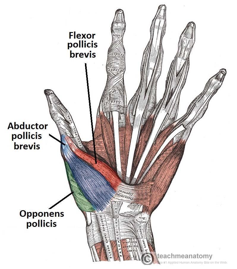 Thenar Intrinsic Muscles Opponens Pollicis