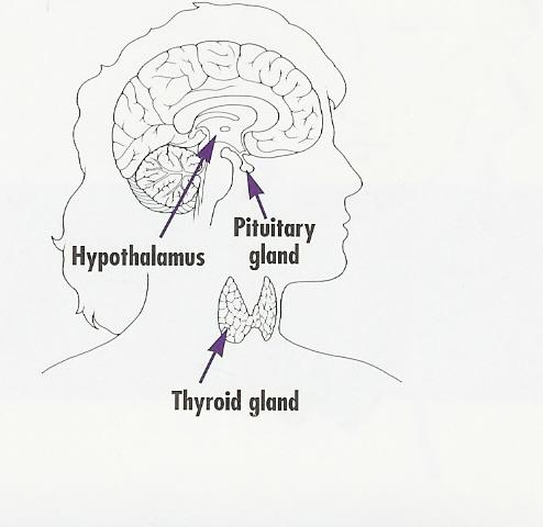 hunger, sleep, and body temperature. The thyroid gland, pituitary gland, and hypothalamus all work together to control the amount of thyroid hormones in your body.