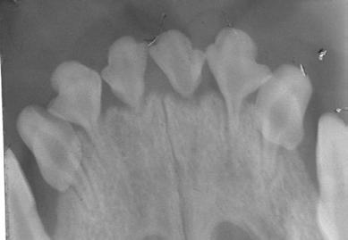 This left mandibular first molar was damaged during development when the pup was bitten in the head. There were large areas of enamel hypocalcification and enamel loss by the time of presentation.