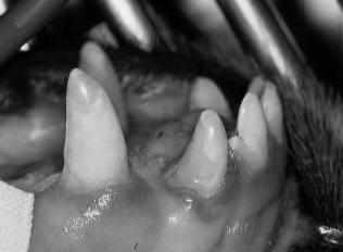crowns attached to a single root all with a single pulp chamber. If there is no communitcation from the tooth surface into the pulp chamber, then a bonded restoration to fill the split is indacted.