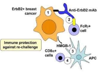 Trastuzumab elicits antitumor immunity producing antibody-dependent cellular cytotoxicity (ADCC) Solinas