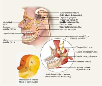 Trigeminal Nerve V Ophthalmic branch sensations from nasal cavity, skin of forehead, upper eyelid, eyebrow, nose Maxillary branch sensations from lower eyelid, upper lips and gums, teeth of the