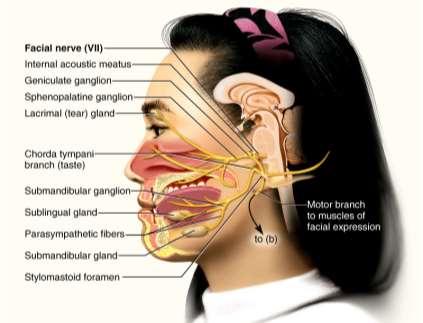 Facial Nerve VII Somatic Motor - facial expressions Autonomic Motor - salivary and lacrimal glands, mucous membranes of nasal and palatine