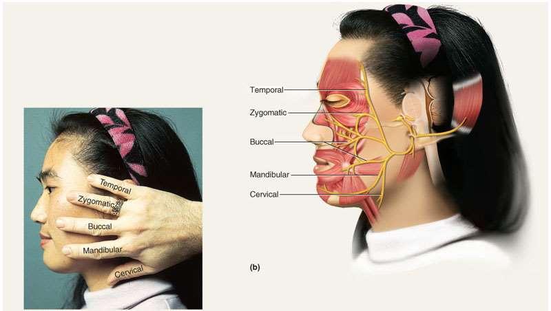 Branches of Facial Nerve Clinical test: Test anterior 2/3 s of tongue with substances such as sugar, salt, vinegar, and quinine; test