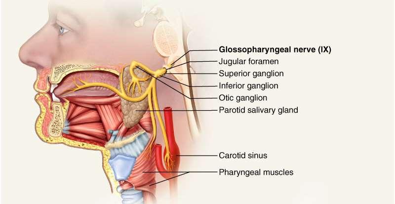 Glossopharyngeal Nerve IX Somatic motor Swallowing and voice production via pharyngeal muscles Autonomic motor - salivation, gagging, control of BP and respiration Sensations from posterior