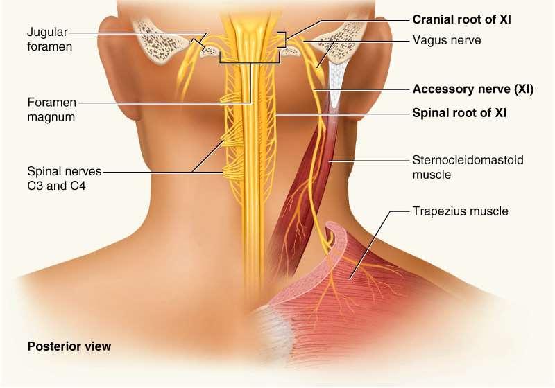 Accessory Nerve IX Swallowing, head, neck and shoulder movement via trapezius and