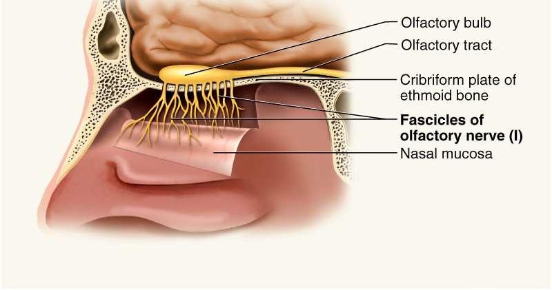 Olfactory Nerve I Sense of smell