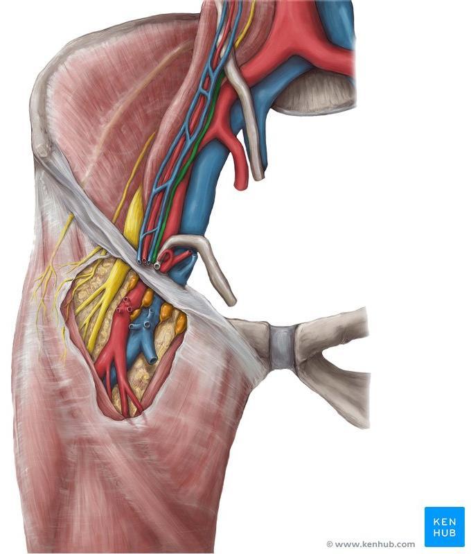 1-Lateral compartment (arterial) occupied by the femoral artery and femoral branch of the genitofemoral nerve 2-Intermediate compartment (venous)