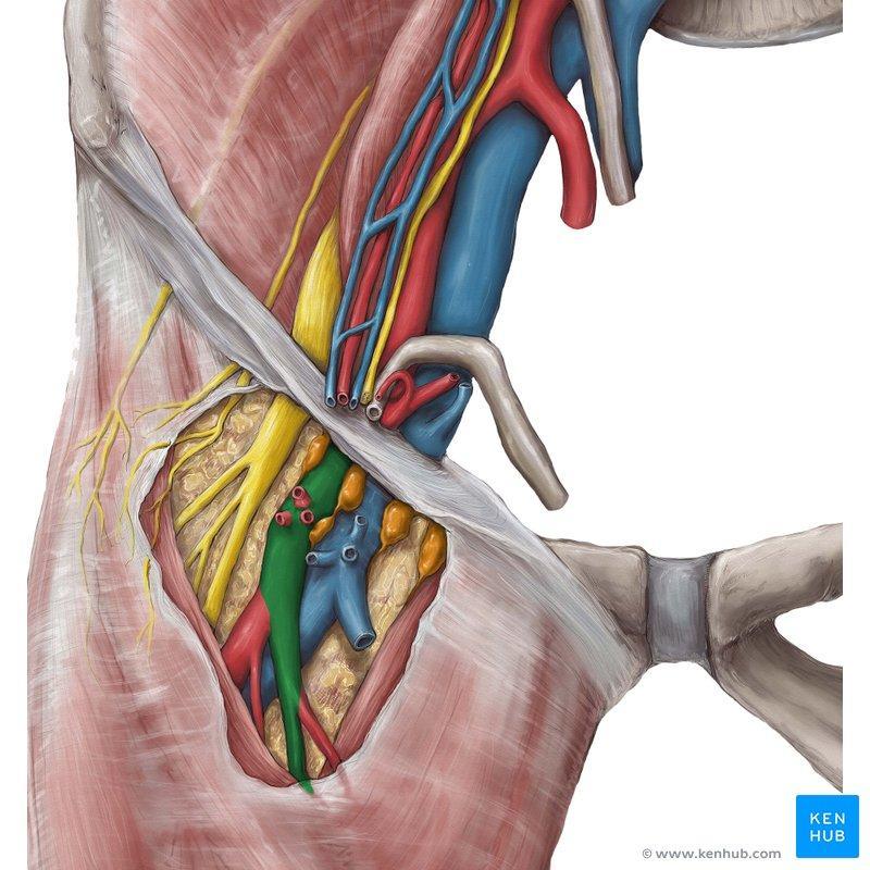 The Femoral canal contains: 1-a plug of fat 2-a constant lymph node the node of the femoral canal or Cloquet s gland, and lymph vessels The canal has two