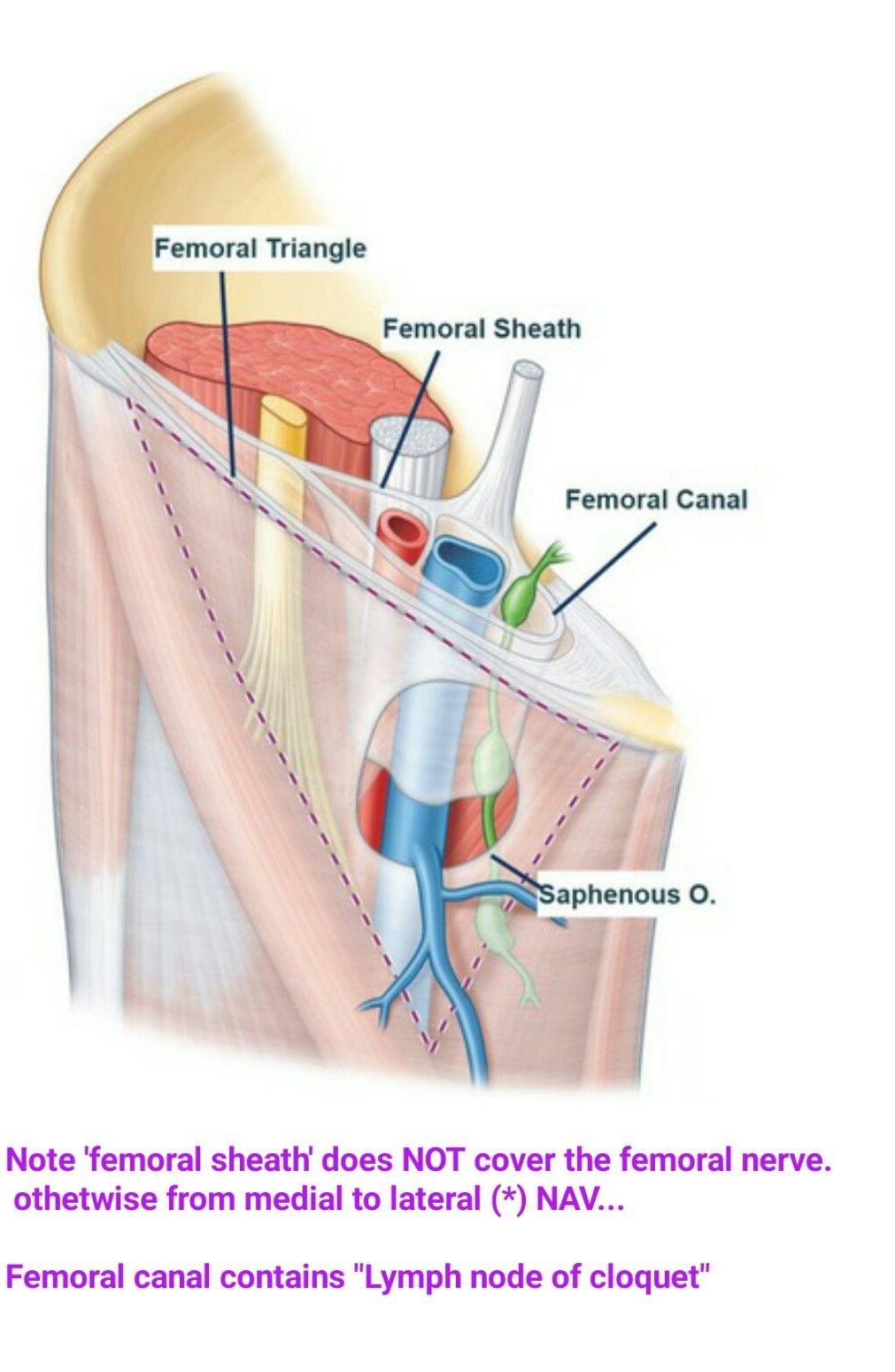 The femoral ring is the base of the femoral canal.