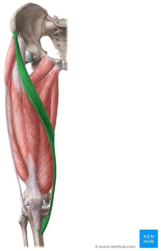 Adductor (Subsartorial) Canal Is an intermuscular canal in the middle 1/3 of the medial side of the thigh beneath the sartorius It begins above at the apex of the femoral triangle