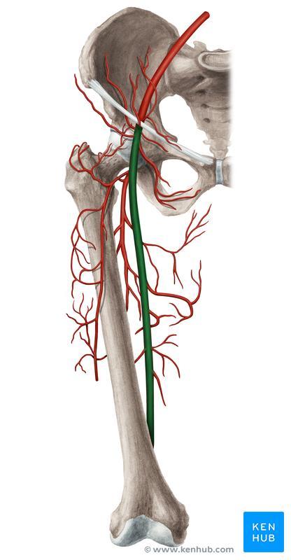 External iliac artery