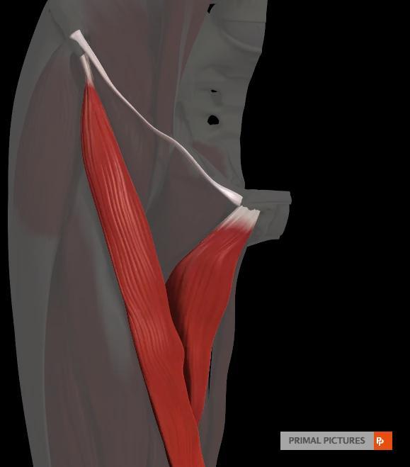Femoral triangle Is a triangular depressed area located in the upper part of the medial aspect