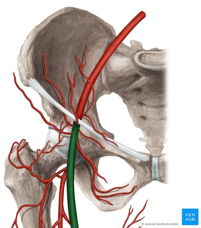 Branches of the femoral artery THREE
