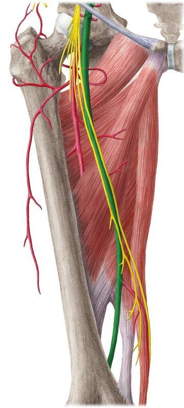 The femoral vein lies medial to the artery in the upper part of the femoral triangle, then it lies posterior and finally lateral to the artery at