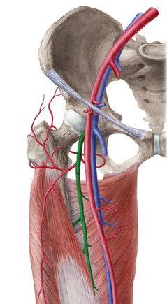 The profunda femoris artery (Deep artery of thigh) arises from the posterolateral side of the femoral artery about (4 cm) below