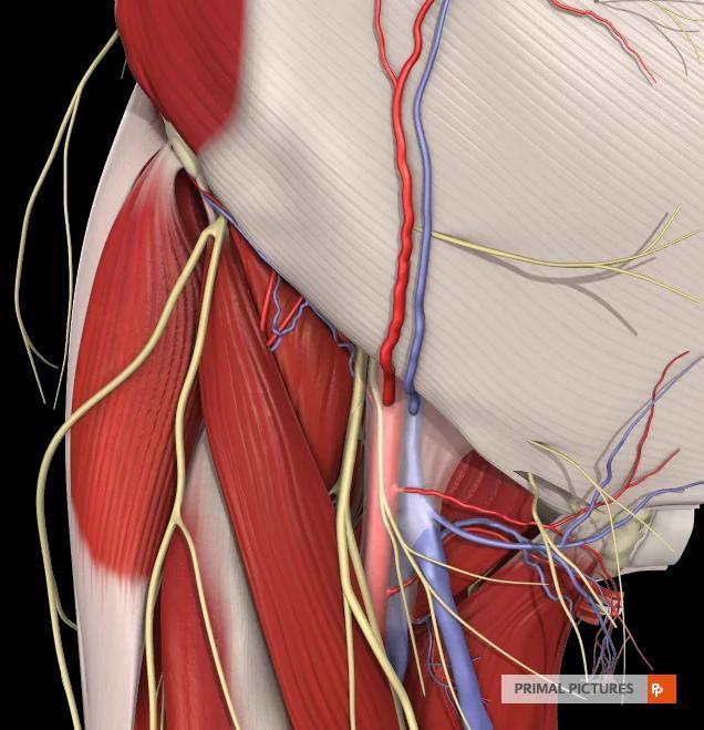 Lateral cutaneous nerve of the thigh Femoral vein Contents of the femoral triangle 1-Femoral nerve and its branches 2-Femoral artery and its branches 3-Femoral vein and its tributaries 4-Deep