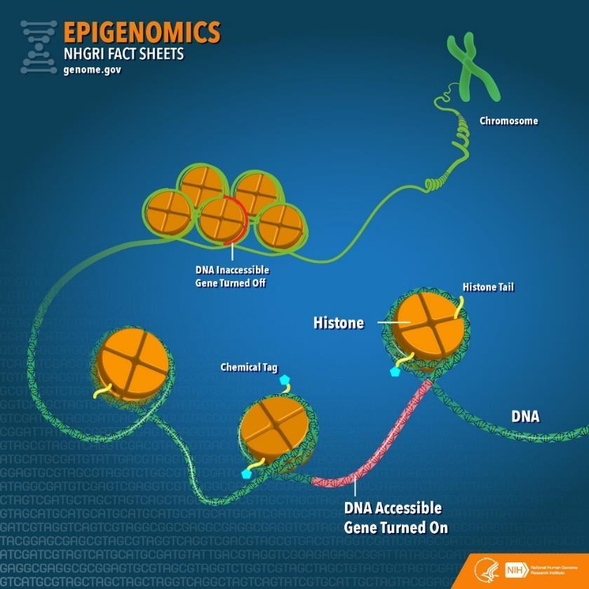 Epigenomics: the analysis of epigenetic changes