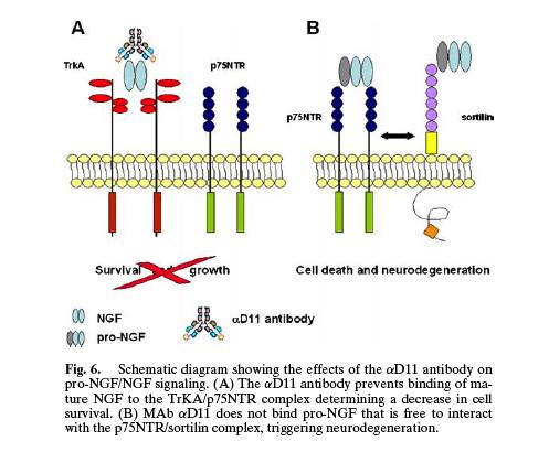 From On the molecular basis linking Nerve Growth Factor to Alzheimer s Disease Cellular and Molecular Neurobiology, Vol. 26, Nos.