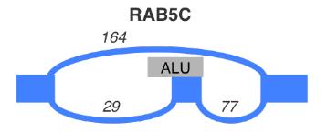 Results 6 Exons overlapping repeats Missed by KisSplice RAB5C contains an exonised Alu Since this exon is annotated, FaRLine finds it