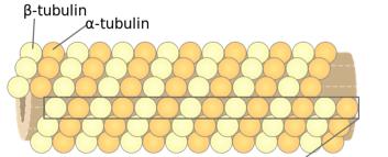 of the microtubules of the cytoskeleton disassemble to form them. Microtubules form from the polymerization of tubulin, which has a plus and minus end.