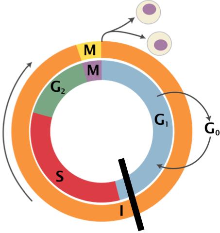 CONCEPT: REGULATION OF CELL CYCLE G1 checkpoint is strict and checks for size, resources, and DNA damage.