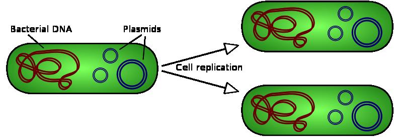 CONCEPT: CELL DIVISION Prokaryotes, and some unicellular eukaryotes, undergo a type of cell division call