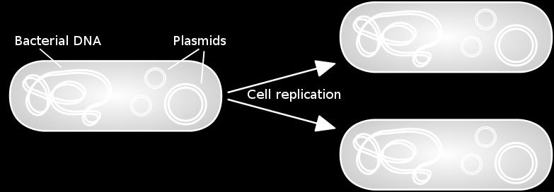 Prokaryotes genome is made up of a single large circular loop of DNA, and possibly additional plasmids.