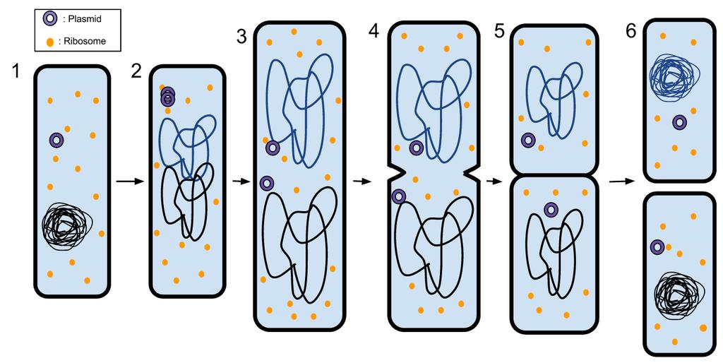 During Binary fission the cell replicates its DNA, grows much larger, then splits in half.
