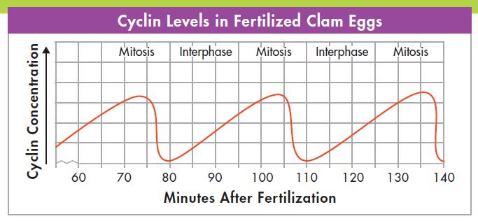 1. How long does cyclin production last during a typical cell cycle in fertilized clam eggs? 2. During which part of the cell cycle does cyclin production begin? How quickly is cyclin destroyed? 3.