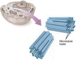 Centrioles Pair of hollow cylinders located near the nucleus Each centriole consists of nine microtubule triplets.