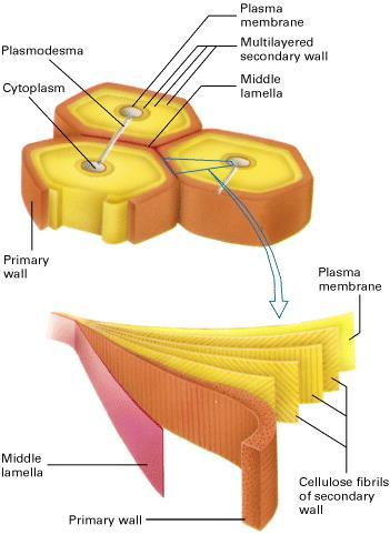 ECM, Plant Cells, Fungal Cells and Bacterial Cells All may have cellulosecontaining cell walls. Primary cell wall Expands as the cell grows.
